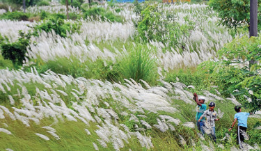 White kaash (catkin) flowers blanket the fields, swaying gently in the breeze with an almost hypnotic grace -- a quiet, graceful herald of Autumn’s arrival. The shot was captured at Anannya Residential Area in Chattogram on Friday. 	-RABIN CHOWDHURY