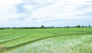 Artificial fertiliser crisis hits Rajshahi farmers