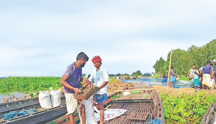 Unchecked clam harvesting imperils Chalan Beel’s biodiversity