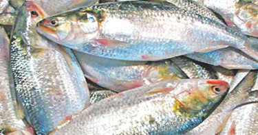 Govt permits export of 1,200 tonnes hilsa to India