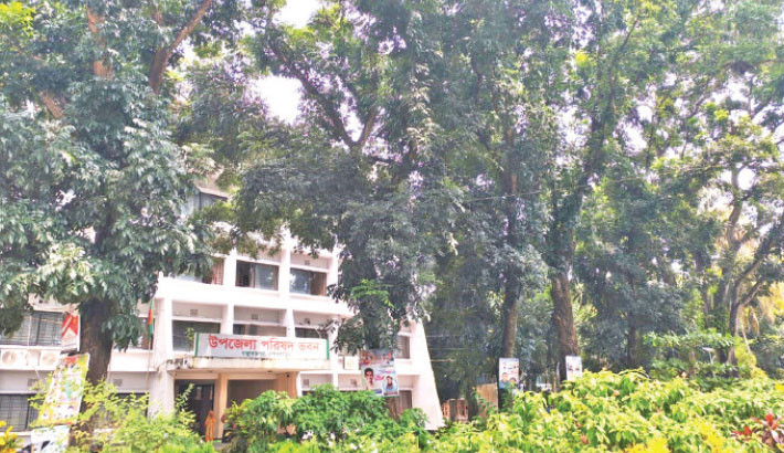 Saplings planted in 2011 now offer shade in Bancharampur