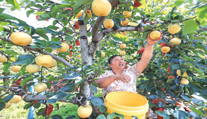 Farm workers harvest golden pears in an orchard in Lianyungang, in east China's Jiangsu Province on 9 September 2025. Photo: AFP