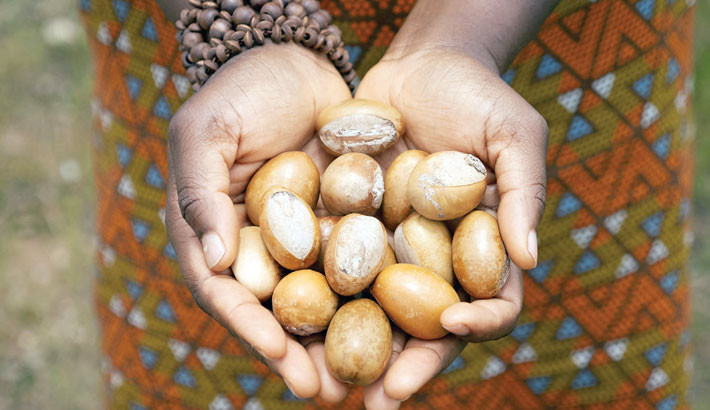 Promising growth, Nigeria shea nut export ban pinches producers
