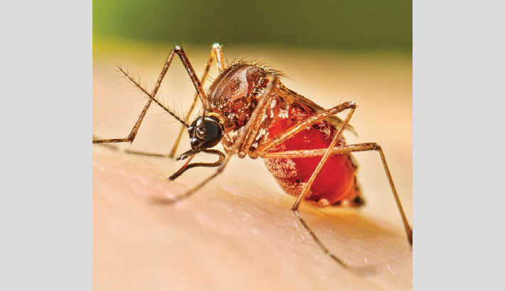 Six die as dengue marks worst day in 2025