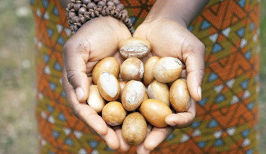 Promising growth, Nigeria shea nut export ban pinches producers
