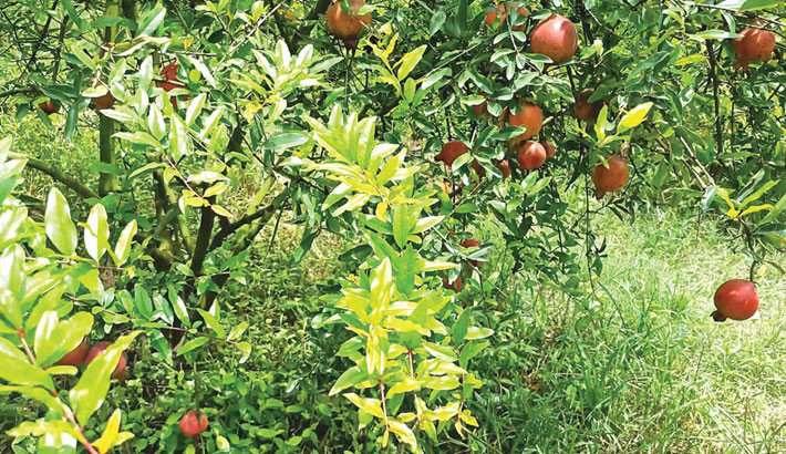 Pomegranate cultivation gains ground in Jhenaidah