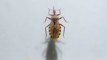 Chagas disease: ‘Kissing bug’ spreads in the US