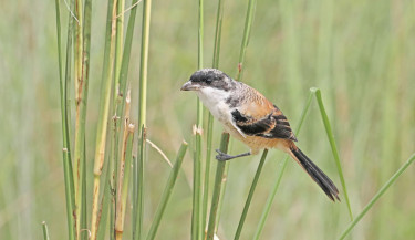 A Long-tailed Shrike (Lanius schach) perches gracefully among roadside reeds. Unlike the migratory Brown Shrike, the Long-tailed Shrike is a resident bird in Bangladesh, commonly seen in open fields, grasslands, and along highways, where it actively hunts insects and small prey. The photo was taken on Dhaka-Mawa highway on Saturday. -Kamrul Islam Ratan