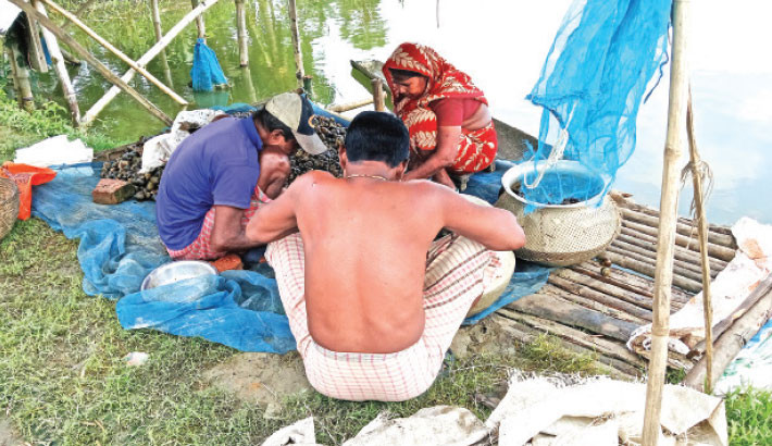 Snail collection fuels rural economy in Jashore