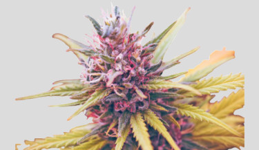 Cannabis threatens fertility for women