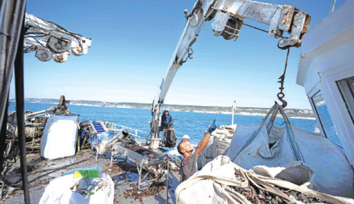 Bulgarian mussel farmers face risk, and chance, in hotter sea