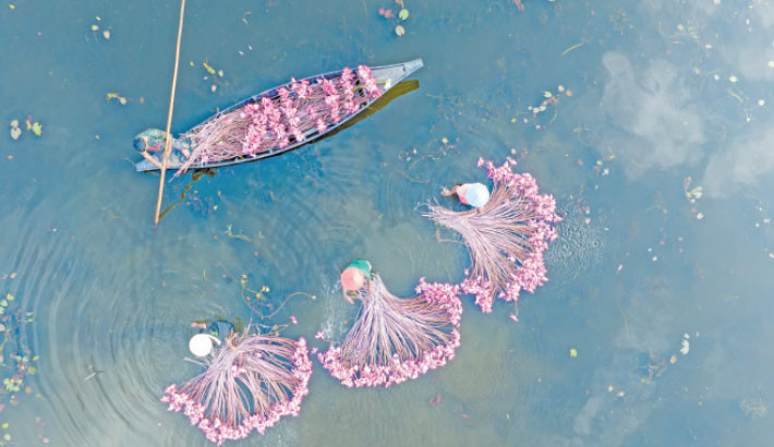 A captivating aerial view of Satla Beel in Barishal, captured recently as locals harvest waterlilies in the early morning. Known locally as shapla, the national flower of Bangladesh, these vibrant blooms not only colour the waters but are also cherished as a traditional vegetable, featured in many regional dishes. SM Mostafijur Rahman