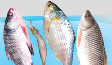 Fish exports to India via Benapole port jump by 5,500 tonnes in FY25