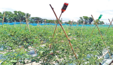 B’baria’s tomato farmers celebrate record yields