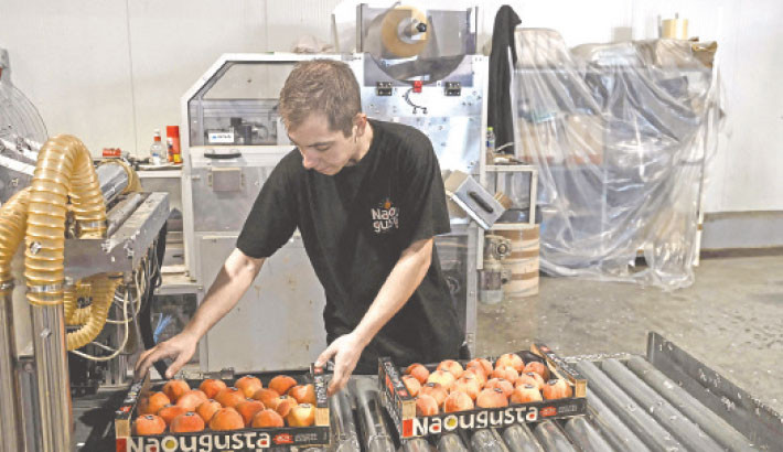 An employee handles peach boxes at the Agricultural Cooperative in Naoussa, northern Greece on 2 September 2025. A new European research programme is taking aim at one of agriculture’s most destructive pests, the Mediterranean fruit fly, using an innovative and environmentally friendly method.
PHOTO: AFP