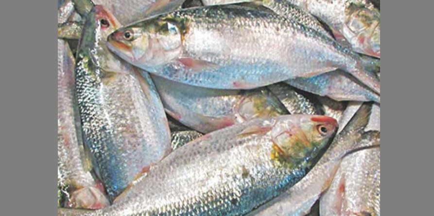 37 firms granted conditional approval to export hilsa to India