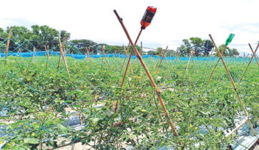 B’baria’s tomato farmers celebrate record yields