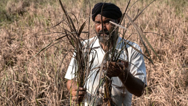 Floods devastate India's breadbasket of Punjab