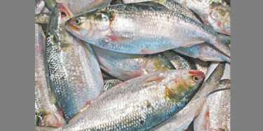 37 firms granted conditional approval to export hilsa to India