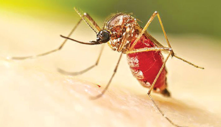 Five more die of dengue, 622 hospitalised in 24hrs