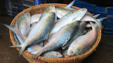 First consignment of hilsa from Bangladesh reaches India, lowest since 2019