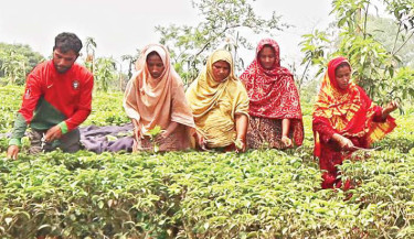 Pest invasion drains out profit of Panchagarh tea farmers