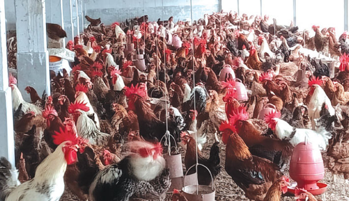 Hatcheries in peril as chick prices plunge in Joypurhat