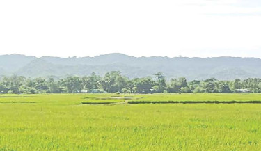 Rice grows where salt once ruled in Teknaf