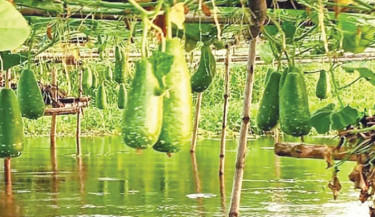 Vegetables all year round: a fresh success story in Brahmanbaria’s  Nabinagar