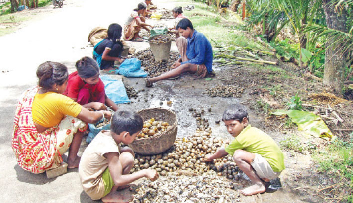 Rampant snail collection threatens ecosystem in Khulna region