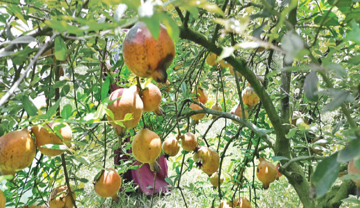 Pomegranate farming brings breakthrough success in Maheshpur