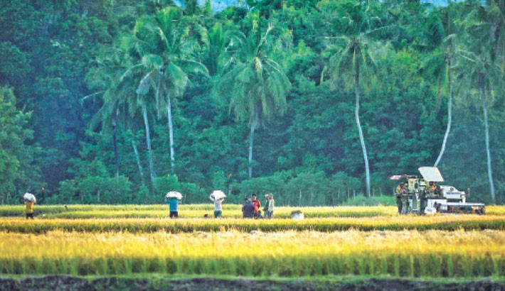 Farmers use a combine to harvest a paddy crop at a field in Aneuk Galong, Aceh province, Indonesia on 19 September. 
PHOTO: AFP