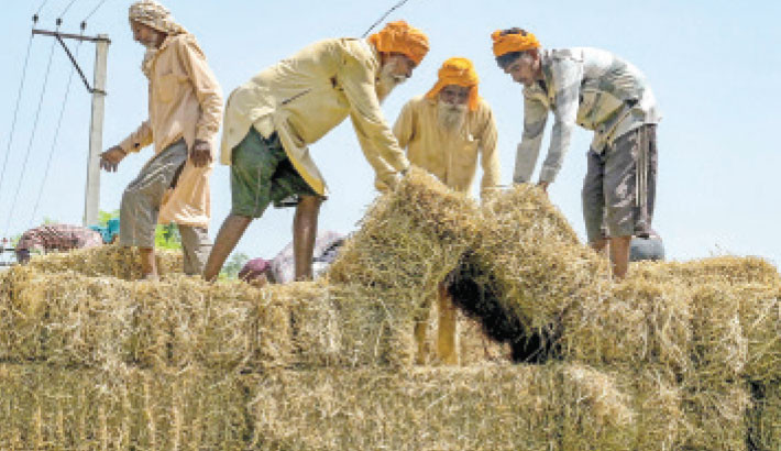 Labourers load bundles of straw stubble on a tractor on the outskirts of Amritsar, India, on Tuesday.  -PHOTO: AFP