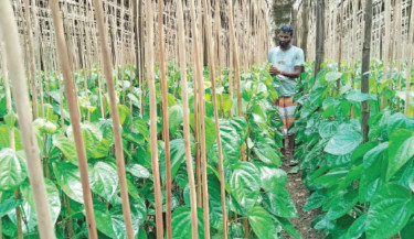 Madaripur betel leaf farmers hit hard as prices plummet