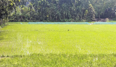 Fertiliser scarcity jeopardises Aman production in Jhenaidah