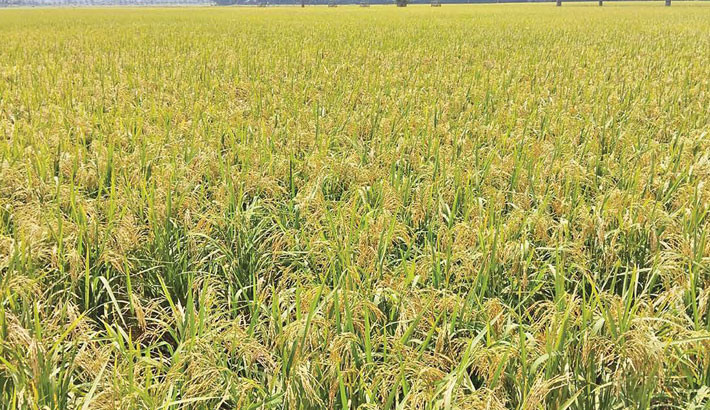BADC thrives on bumper Aush seed harvest in Nilphamari
