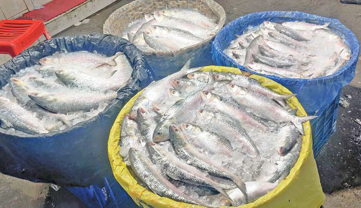 Hilsa floods Chandpur markets, prices drop