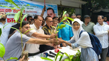 Saplings distributed on Tarique’s behalf in the capital