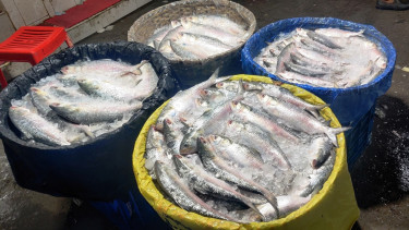 Hilsa floods Chandpur markets, prices drop