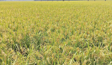 BADC thrives on bumper Aush seed harvest in Nilphamari
