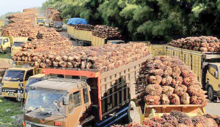 Indonesia’s palm oil exports to EU to climb on trade pact, regulatory reprieve