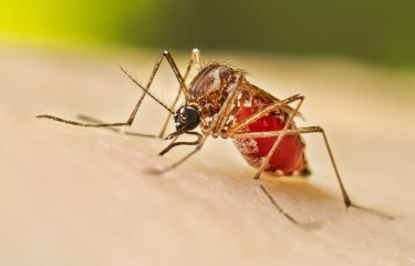219 dengue cases reported in 24 hours
