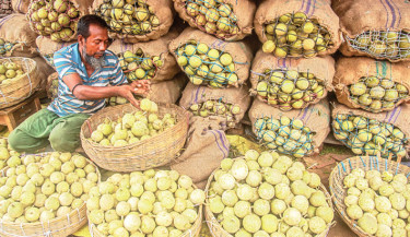 Kodbel (wood apple) season fills the markets with rustic charm. Available from August to December, the fruit sells for Tk10-Tk30 a piece, depending on size and quality. The photo shows trader Swapan carefully sorting the fruit at Bogura’s Railway Sleeper No. 2 wholesale market on Friday, while sacks brimming with the popular fruit await dispatch to city markets.  -   MONIRUL ISLAM MARUF