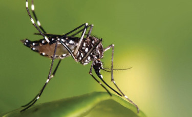 Bangladesh records world’s highest dengue fatality rate