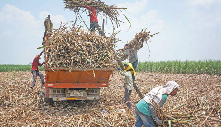 Workers collect sugarcane to load onto a truck at a plantation in Pati, Central Java, Indonesia, on Friday.  -  PHOTO: AFP
