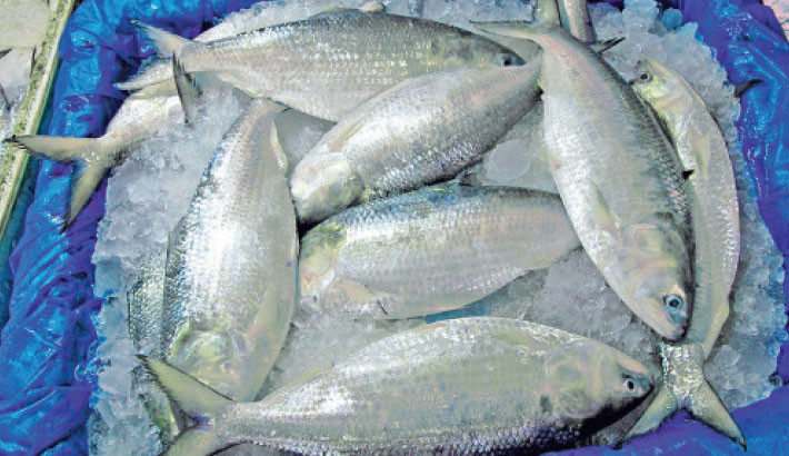 Hilsa prices to be fixed by size: BTTC
