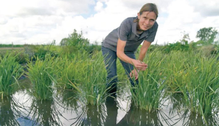 Dismissed as a joke, UK’s first rice crop ripe for picking after hot summer