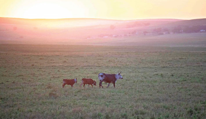 Cattle walk at the dusk in a field close to Piketberg, in the Western Cape Province, on 26 September 2025. — Photo: AFP