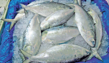 Hilsa prices to be fixed by size: BTTC
