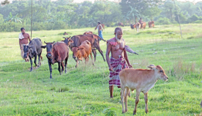 Cattle herders drive their cows home at dusk in Narayanganj’s Rupganj on Saturday, offering a scenic view once common across the country but now rarely seen. -NAZMUL ISLAM